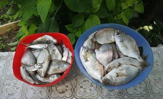 Новомихайловский, Чёрное море: сегодня с лодки 6-7 кг, карась и ставридка на стик и пилькер