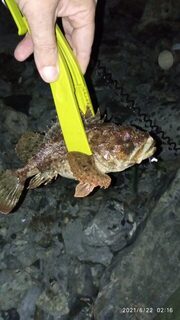 Ночью прогулялся, мелочь не снимал: отводной на 14 грамм, дальше бомбарда, ставридка - Чёрное море