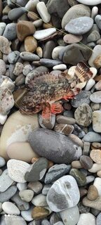 Вчера на закате: скорпены, ставриды и горбыль