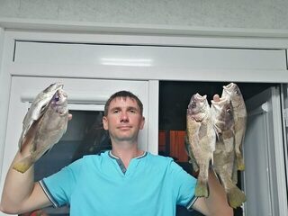 Ставрида с самодура идет на трехкрючковую оснастку