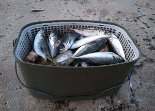 Ерши покрупнее и ставрида, которую уже некуда складывать