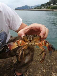 Хоста, Чёрное море: ночной отчёт автора с третьего на четвёртое, рыбка трудовая и спасибо за рыбалку