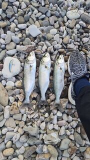 На Чёрном море по луфарю сегодня наметились сдвиги в лучшую сторону