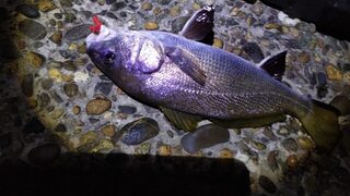Три горбыля с берега Черного моря, крупный примерно с килограмм