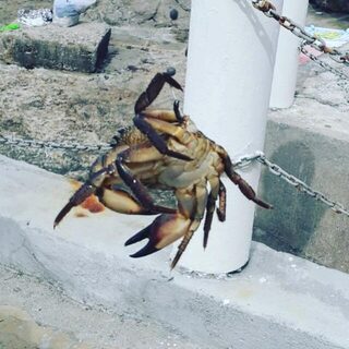 С ребёнком отдыхал, рыбалки вышло немного: Чёрное море, короткий и спокойный выход годится и новичку