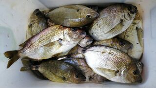 Ласкиря после вялого клева на Черном море приготовил на гриле
