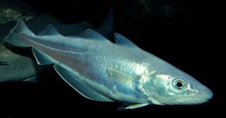 Мерланг из тресковых в Чёрном море и чёрная точка у хвоста