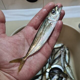 Пока Черное море теплеет, утренняя ставрида становится крупнее