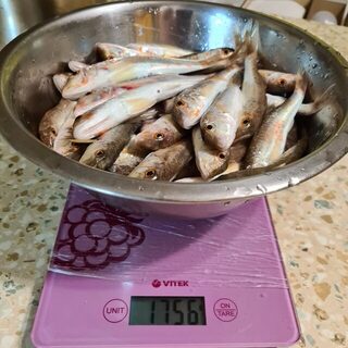 С 5 до 9 утра на протяжку с берега Чёрного моря, когда ветер и волна не помеха
