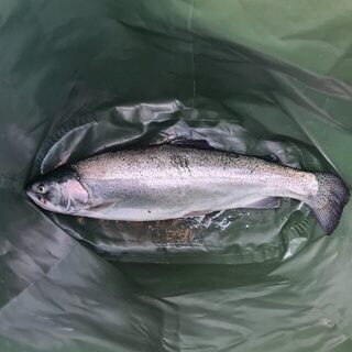 На Чёрном море сегодня передышка от барабули, беглянка адаптировалась