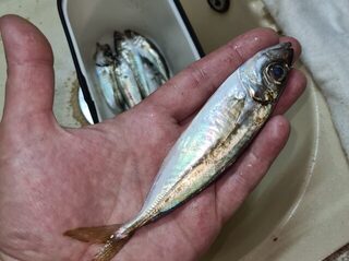 На Чёрном море без подсака можно остаться без фото со ставридой