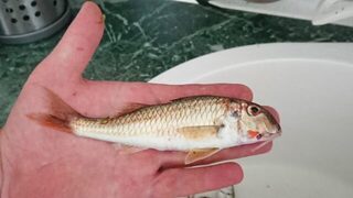 Чёрное море почти в штиль: спиннинг, мелкая барабулька с отпусканием и дельфины после пира