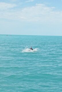 Чёрное море почти в штиль: спиннинг, мелкая барабулька с отпусканием и дельфины после пира