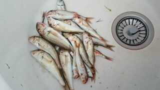 Чёрное море почти в штиль: спиннинг, мелкая барабулька с отпусканием и дельфины после пира
