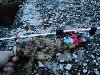 Две недели назад поймал рыбу с пирса на Черном море