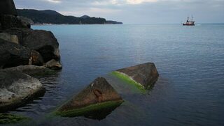 Новомихайловский и Чёрное море: вялая рыба, ласкирь с икрой и барабулька при видимости 2-3 метра