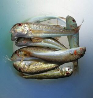 Новомихайловский и Чёрное море: вялая рыба, ласкирь с икрой и барабулька при видимости 2-3 метра