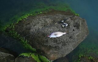 Новомихайловский и Чёрное море: вялая рыба, ласкирь с икрой и барабулька при видимости 2-3 метра