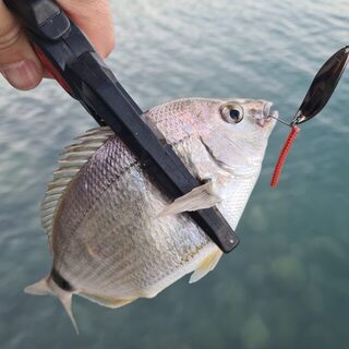 Утренний выход на Чёрном море с колебалкой 3 гр. и маракью