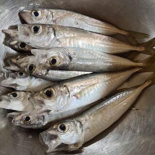 С рассветом береговой клев на грамм и светящийся силикон стих на море