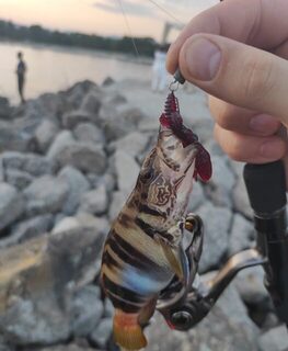 Поймал кукушку, потерял двух скорпен и сам упал в воду на морской рыбалке