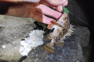 Чёрное море на закате: злая поклёвка скорпены, живой краб и карась, который не засёкся