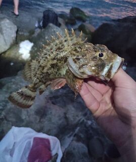 Чёрное море: несколько скорпен у залитых волной камней, а после позвали на шашлык с вином