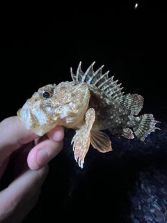 Пицунда и Чёрное море: хорошая рыбалка и ночное падение с пирса в воду вместе с телефоном