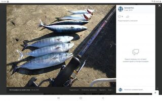 Первые августовские выходы с берега на железо 18-24 г дали рыбу под килограмм
