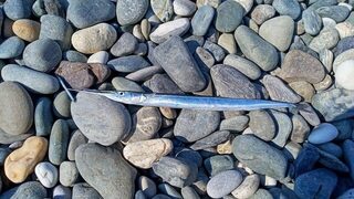 К сентябрьской поездке в Имеретинку готовлю ракообразных и другие креатуры