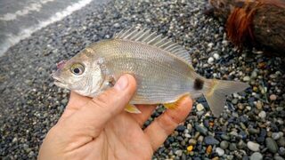 Луфарь и ласкирь в Чёрном море похожи названиями, но это разные рыбы
