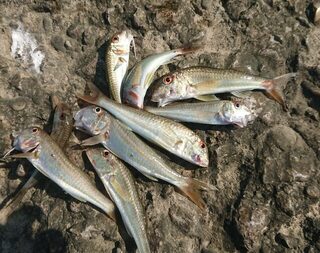Час со спиннингом на Чёрном море с барабулькой, драконом и карасиком