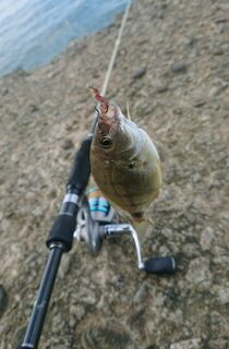 Час со спиннингом на Чёрном море с барабулькой, драконом и карасиком