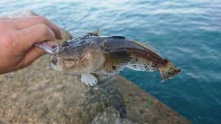 Чёрное море: утром с бун поймал двух горбылей, звездочёта и барабульку на отводной поводок