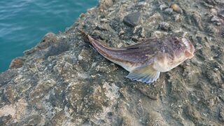 Чёрное море: утром с бун поймал двух горбылей, звездочёта и барабульку на отводной поводок