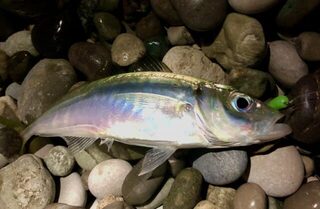 Морская рыбалка, Чёрное море: интернет у автора совсем плохой, а фотографии он обещает позже