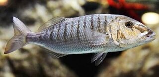 Атлантическая мормора: название нашлось
