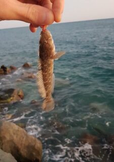 Имеретинка, Чёрное море: вечерняя ловля скорпены и карася с нереисом на дальнем выбросе