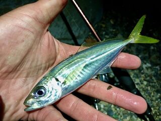 Мацеста: ночная рыбалка на горбыля и ставриду у Чёрного моря