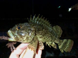 Чёрное море: ночной бой горбыля почти на 1,5 кг, второй поменьше и скопление скорпены