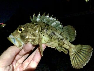 Чёрное море: ночной бой горбыля почти на 1,5 кг, второй поменьше и скопление скорпены
