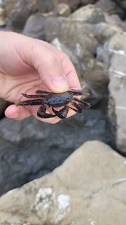 Дочка разбудила в шесть, а утро на камнях принесло пять карасиков