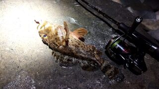 Скорпены в Имеретинке начали клевать только после восьми вечера