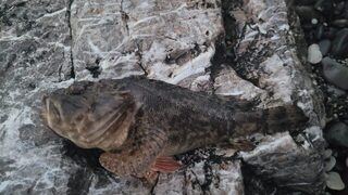 Чёрное море: от оборванной тирольки к рачку, пять горбылей и утренний улов до 7:30