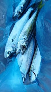 Коктебель, Чёрное море: барабулька исчезла с крючка, подозрение на краба и ожидание ската