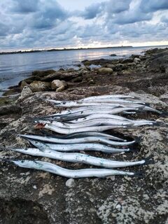 Тринадцать рыб до затишья и время полюбоваться морским закатом