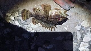 В Коктебеле все идет по плану