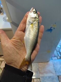 Немного луфариков удалось поймать дождливым утром на море