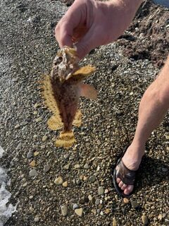 С друзьями на спиннинг в Дивноморском ловили на отводной и отводжиг