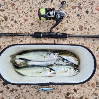 Укрупнившийся луфарь оттеснил ставриду в прилов на пилькеры 7-15 г